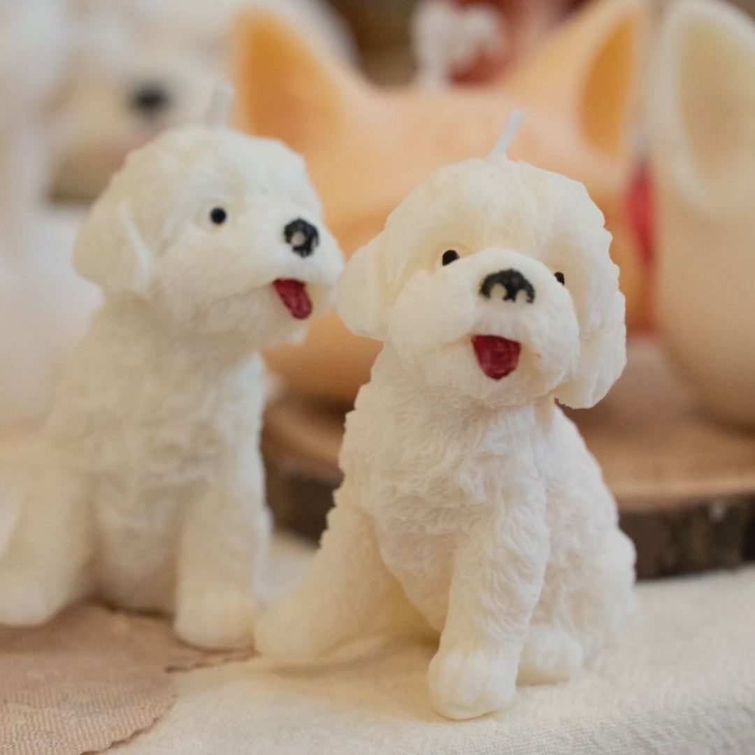 Bichón mini