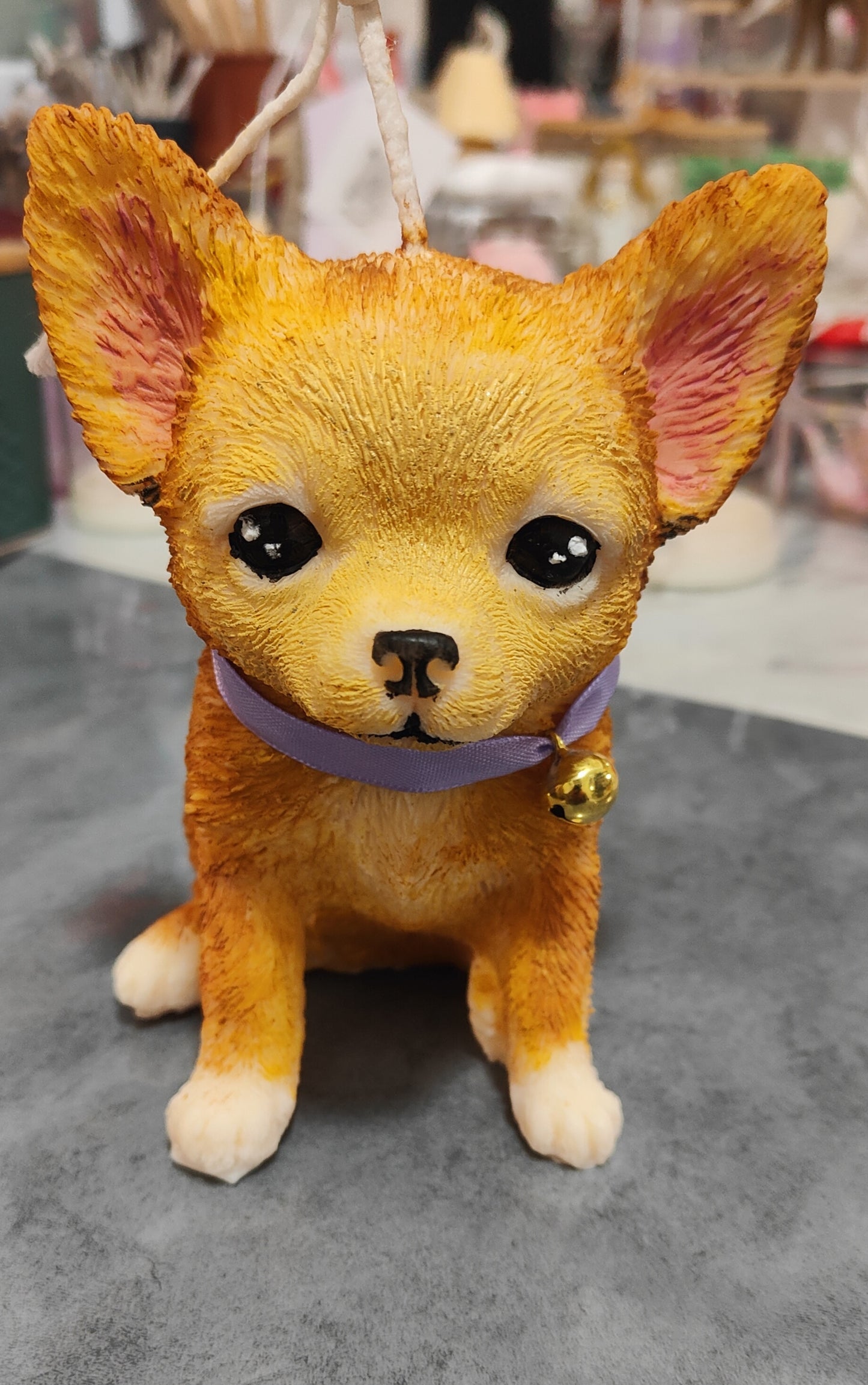 Chihuahua