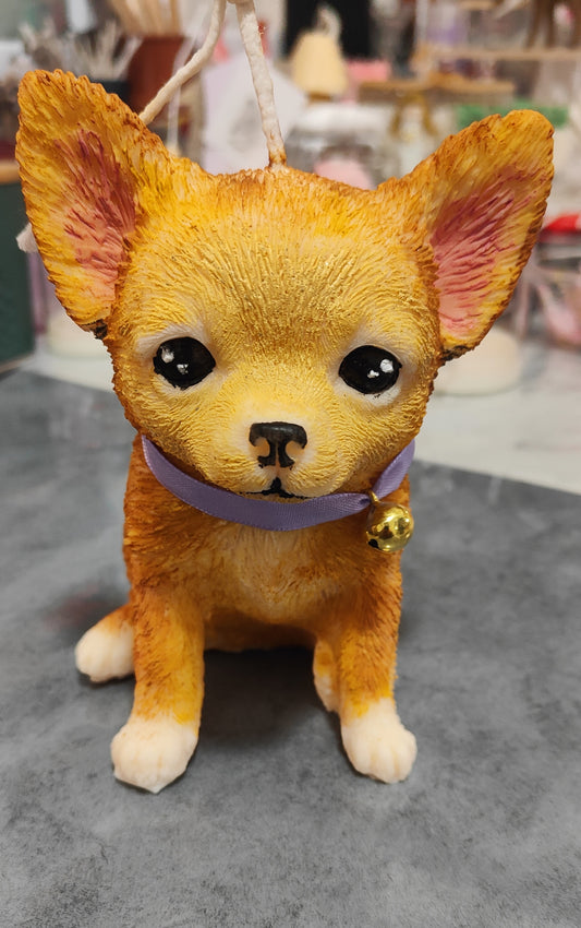 Chihuahua