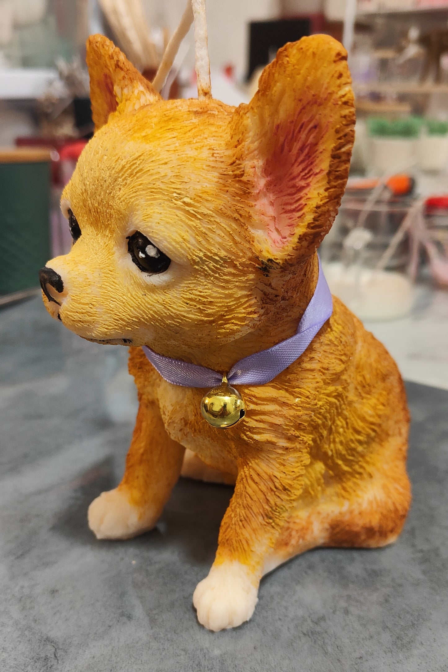 Chihuahua