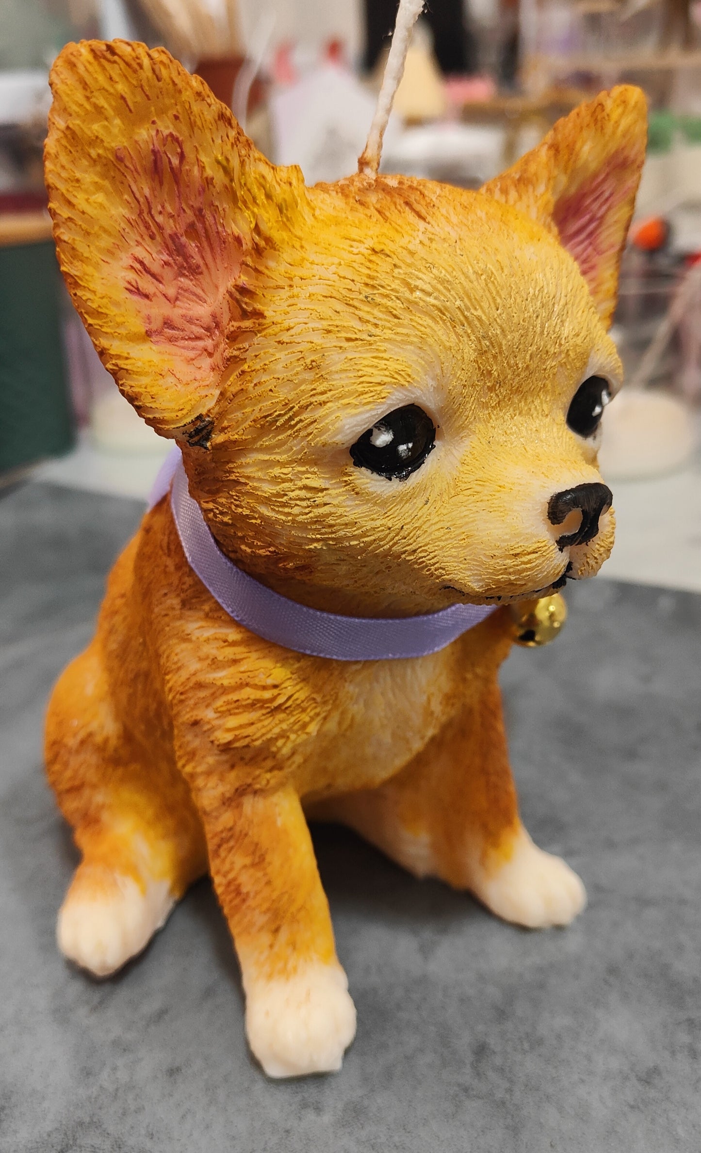 Chihuahua